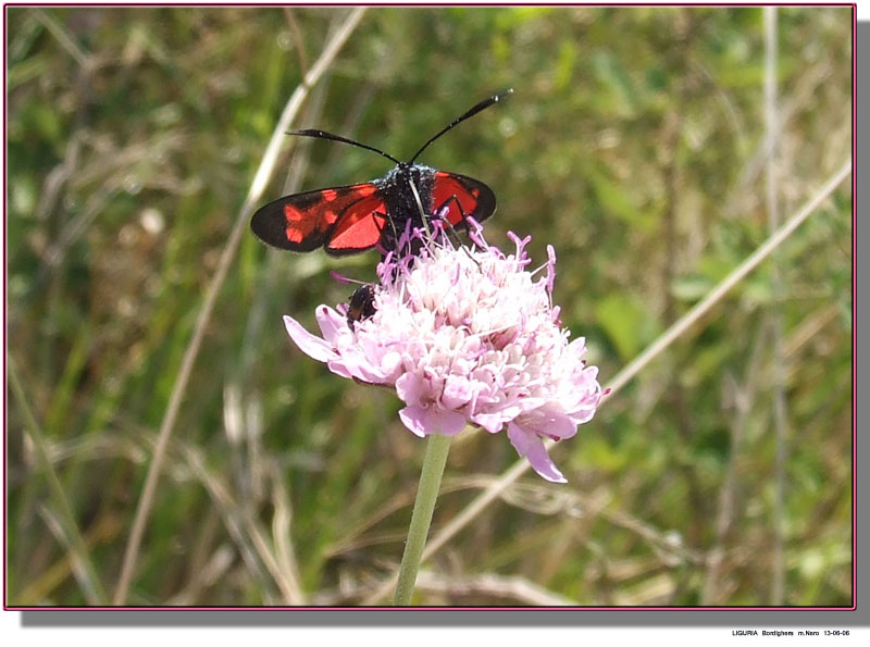 Zygaena transalpina ?